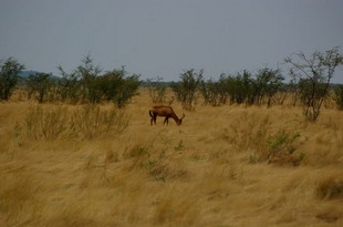 689 Namibia Okt 2006 Kuhantilope.JPG